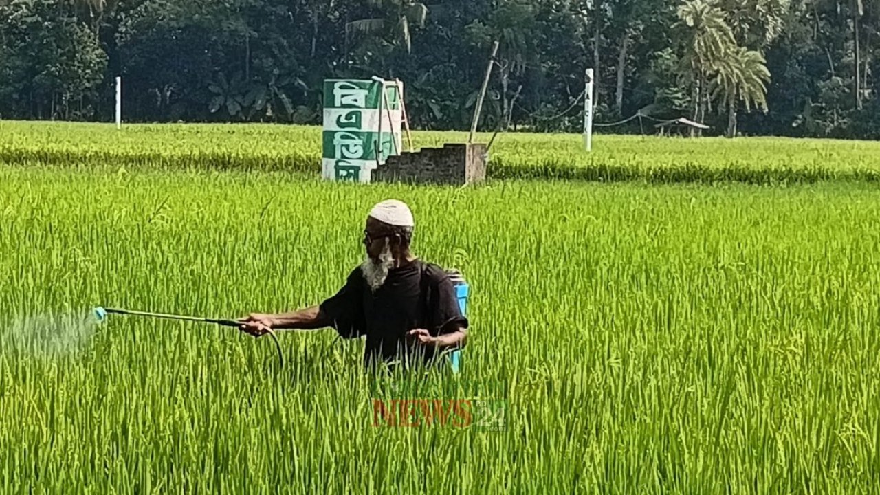 উপকূলের লবণাক্ততা ধান‑ফসল ও চিংড়ি চাষে সংকট সৃষ্টি